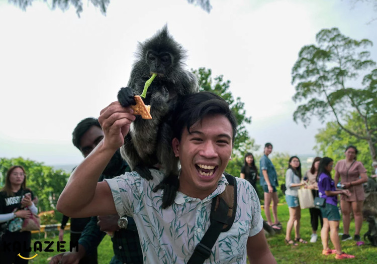 تایلند جشنواره‌ای برای قدردانی از میمون‌های خود دارد