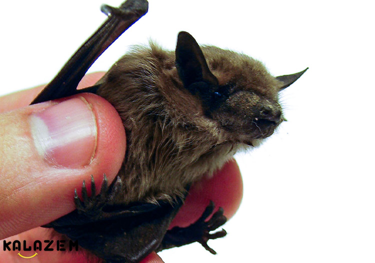 حقیقت جالب این خفاش‌ها در تایلند کوچک‌ترین پستانداران جهان هستند