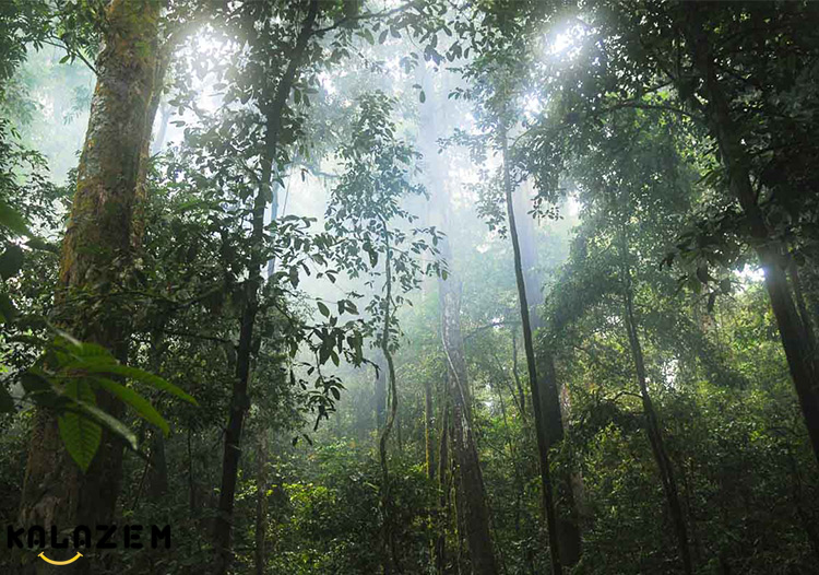 حقایق جالب صحرای بزرگ آفریقا درگذشته یک جنگل بارانی گرمسیری بوده است