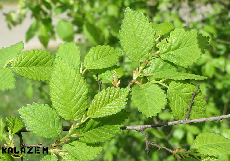 نارون لغزنده برای درمان گاستریت و ورم معده