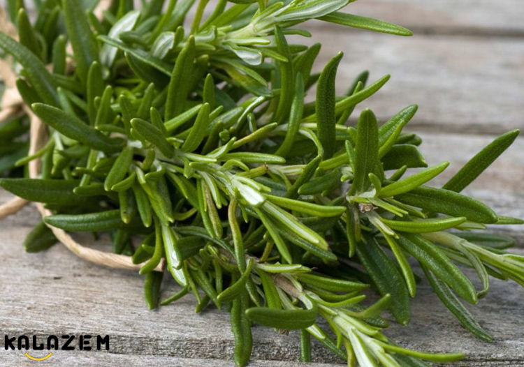 رزماری برای درمان موثر گاستریت